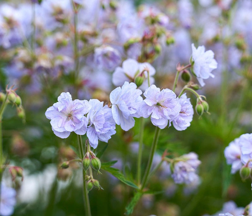 Geranium pratense 'Cloud Nine'