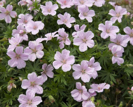 Geranium sanguineum 'Pink Pouffe' - blóðgresi