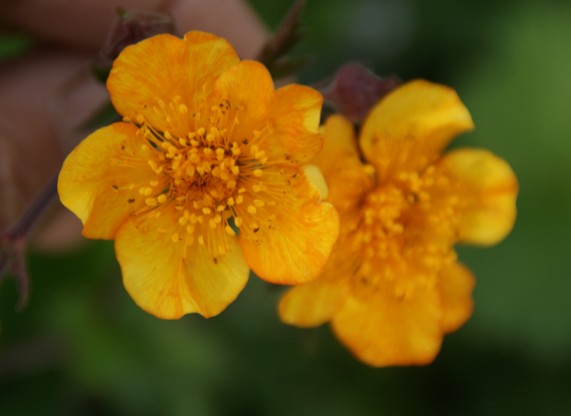 Geum 'Georgenberg' - dalafífill