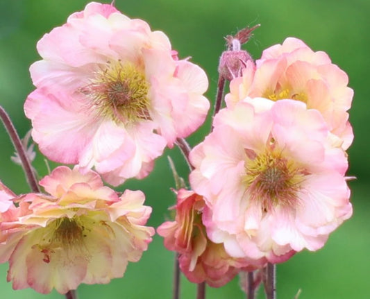 Geum 'Pretticoats Peach' - dalafífill