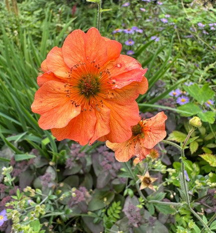 Geum 'Totally Tangerine' - dalafífill
