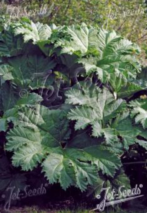 Gunnera manicata - tjarnaskreppa