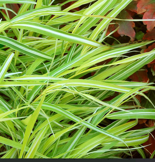 Hakonechloa macra 'Stripe it Rich'