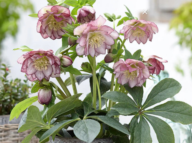 Helleborus orientalis 'Double Ellen Picotee' - fösturós