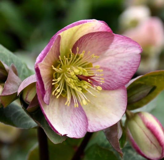 Helleborus orientalis Frostkiss® 'Glenda's Gloss' - fösturós
