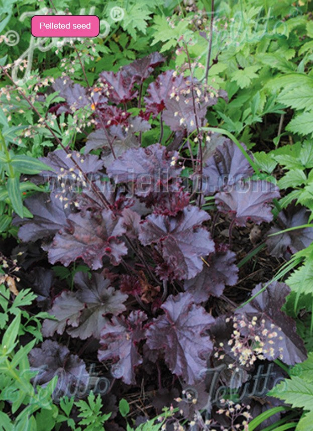 Heuchera americana 'Melting Fire' - vínlandsroði