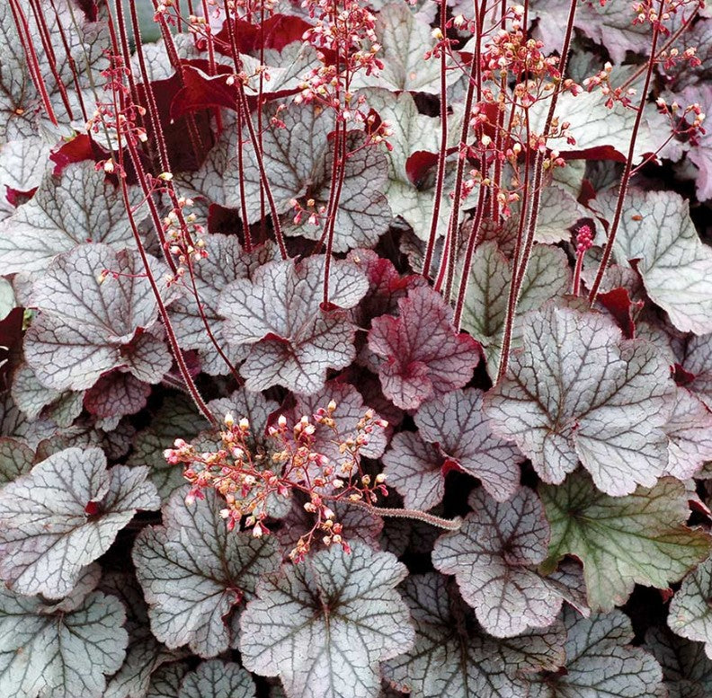Heuchera 'Northern Exposure Silver' - roðablóm