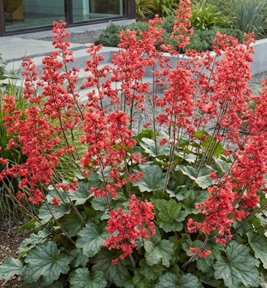Heuchera sanguinea 'Coral Petite' - morgunroði