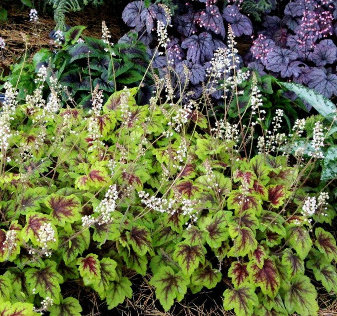 Heucherella 'Stoplight'