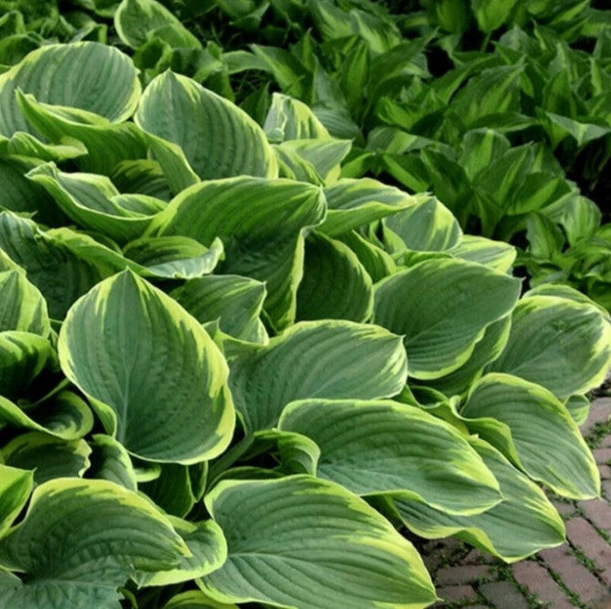 Hosta 'Abiqua Moonbeam' - brúska