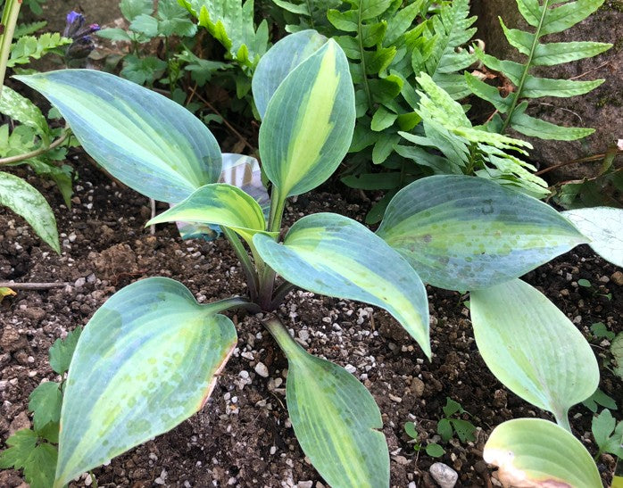 Hosta 'Catherine' - brúska