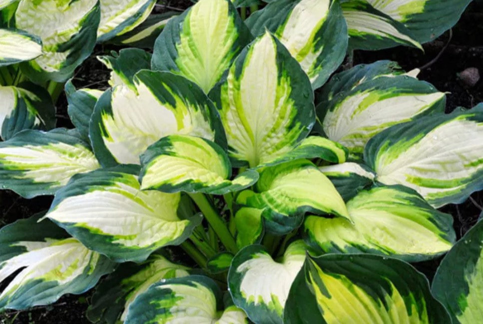 Hosta 'Color Festival' - brúska