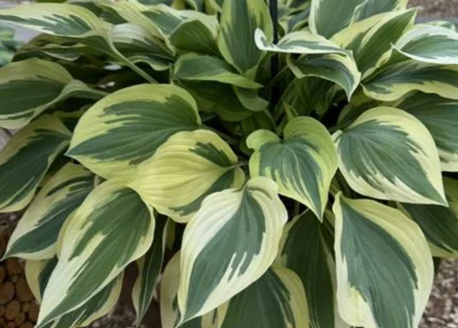 Hosta 'Silk Road' - brúska