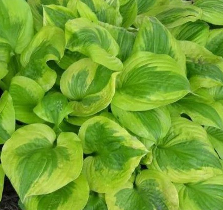 Hosta 'Summer Breeze' - brúska