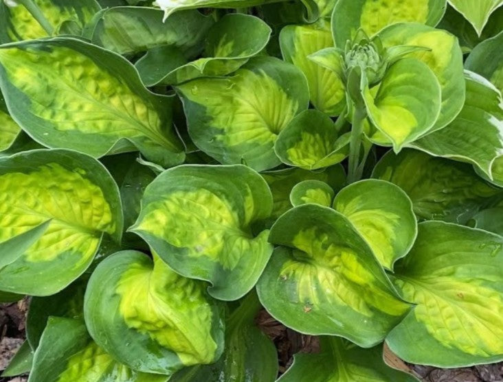 Hosta 'Sunset Grooves' - brúska