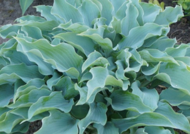 Hosta 'Titanium' - brúska