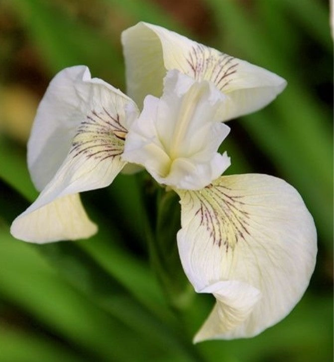 Iris pseudacorus 'Crème de la Crème' - tjarnaíris