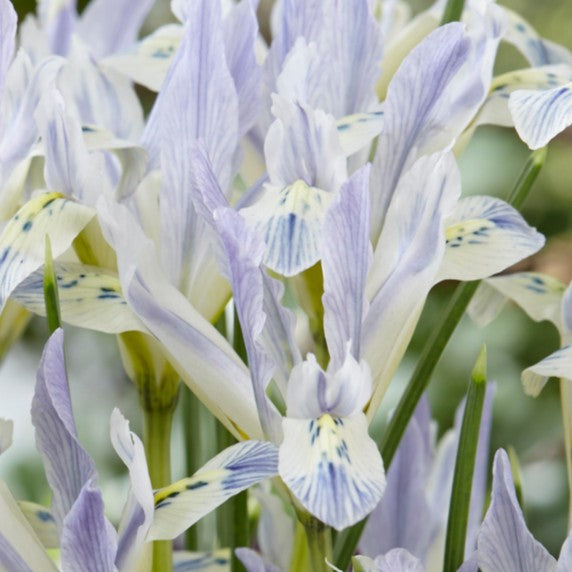 Iris reticulata 'Painted Lady' - voríris