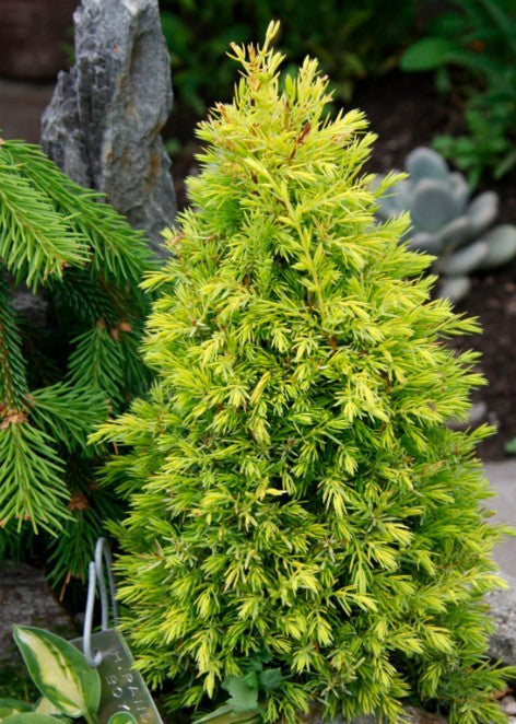 Juniperus communis 'Gold Cone' - einir