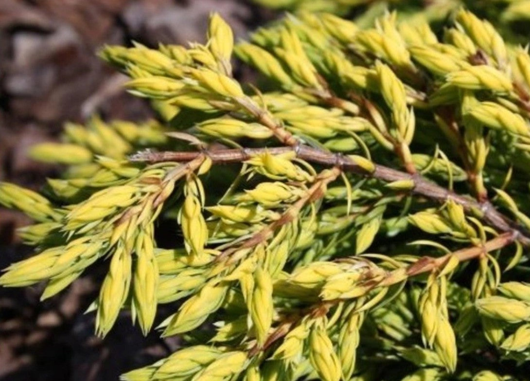 Juniperus communis 'Goldschatz' - einir