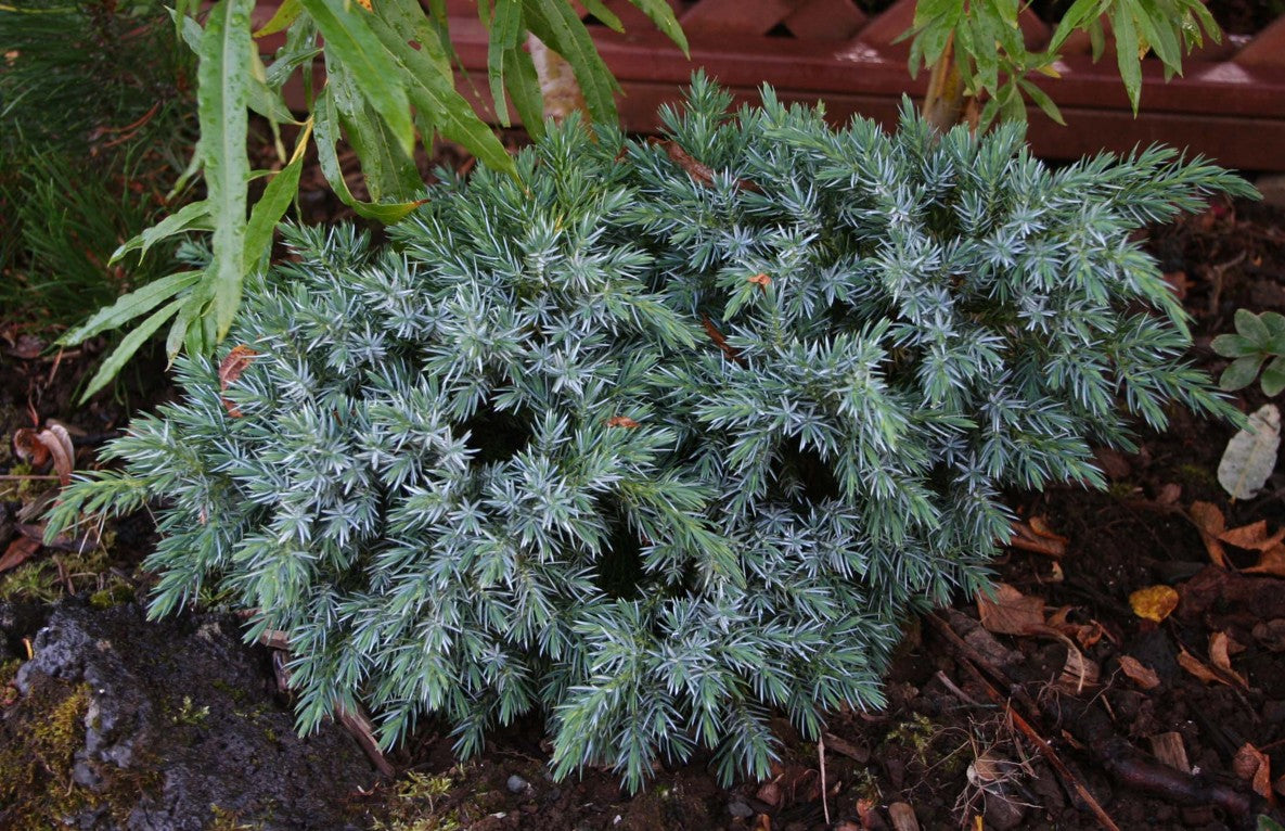 Juniperus squamata 'Blue Star' - himalajaeinir