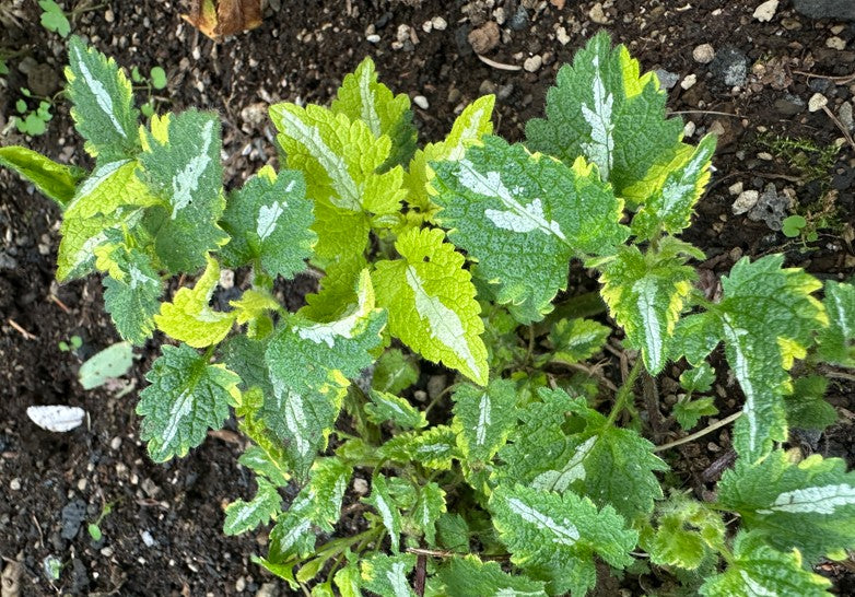 Lamium maculatum 'Anne Greenaway' - dílatvítönn