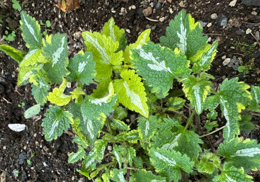 Lamium maculatum 'Anne Greenaway' - dílatvítönn