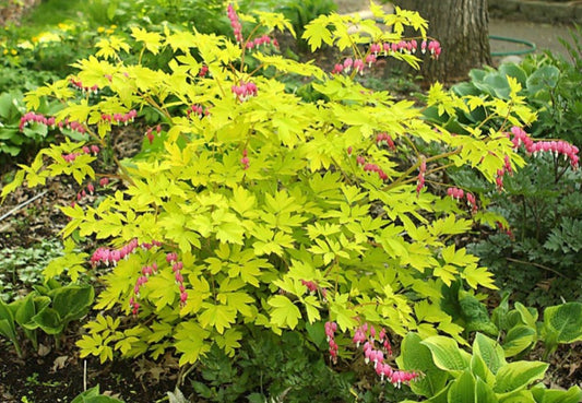 Lamprocapnos spectabilis 'Yellow Leaf' - hjartablóm