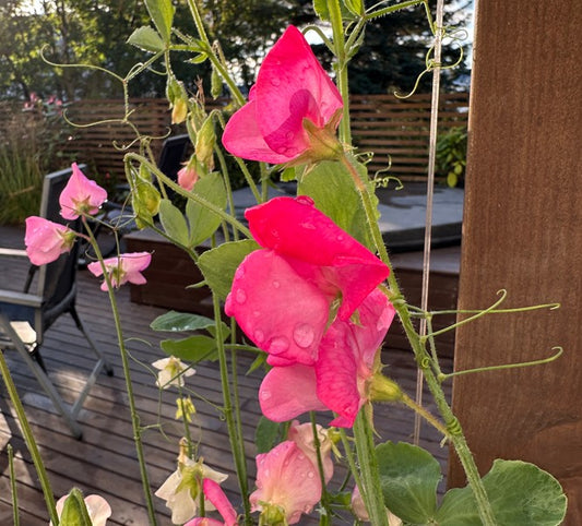 Lathyrus odoratus 'Princess Elizabeth' - ilmertur