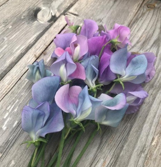 Lathyrus odoratus 'Turquoise Lagoon' - ilmertur