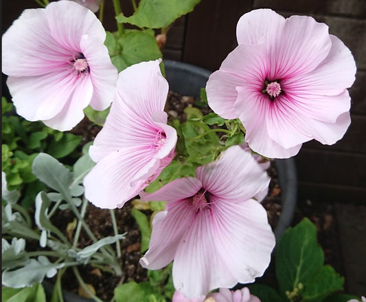 Lavatera 'Dwarf Pink Blush' - aftanroðablóm
