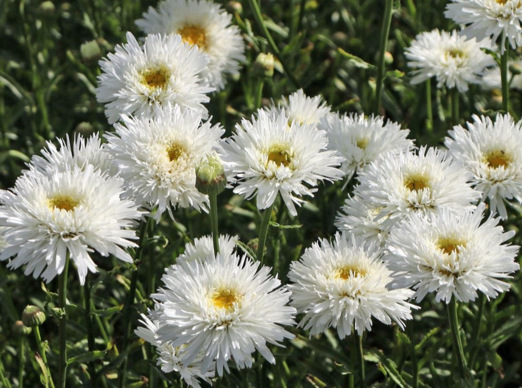 Leucanthemum x superbum 'Ooh la® Laspider' - prestabrá