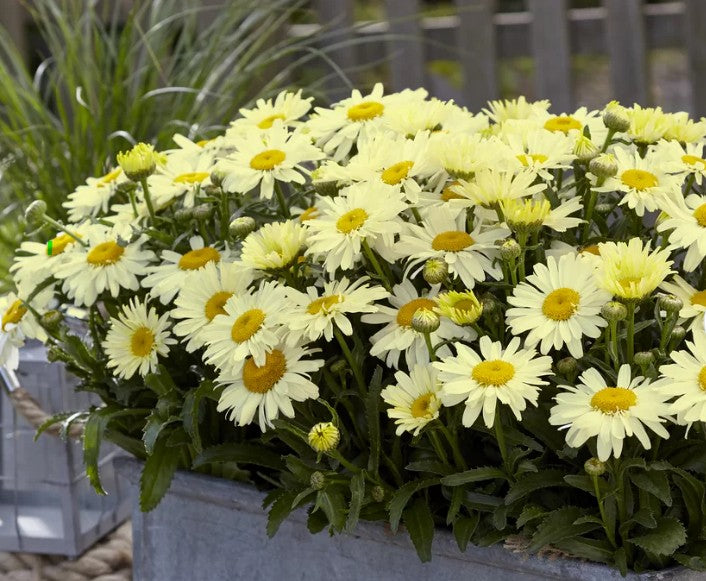 Leucanthemum x superbum 'Ooh la® Lacrème' - prestabrá