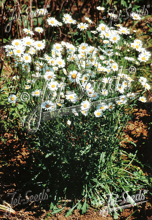 Leucanthemum vulgare 'Filigran' - freyjubrá