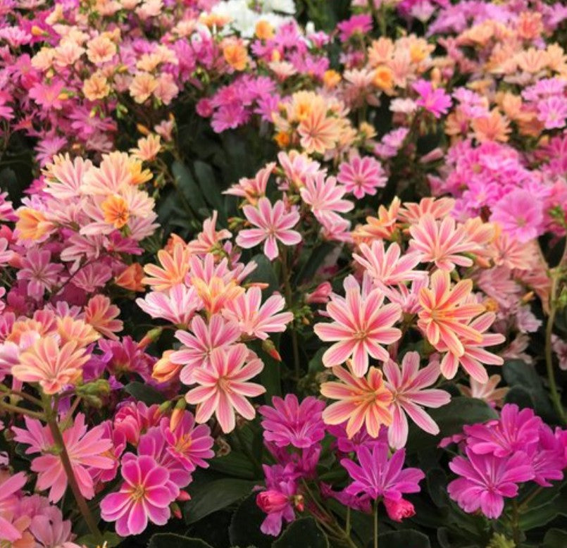 Lewisia cotyledon 'Regenbogen' - stjörnublaðka