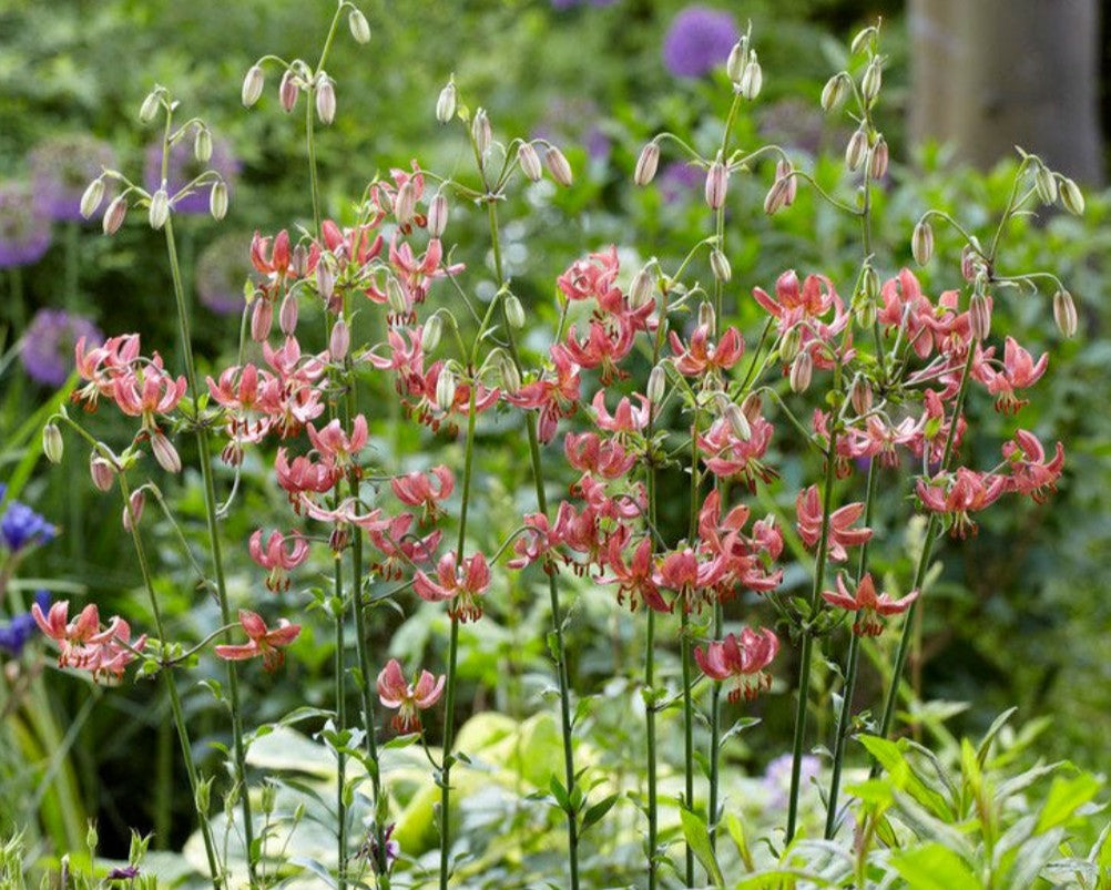Lilium martagon 'Manitoba Morning' - túrbanliljublendingur