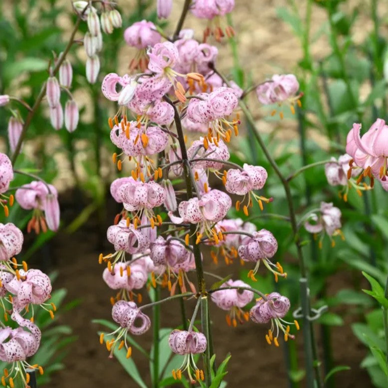 Lilium martagon 'Purple Morning' - túrbanliljublendingur