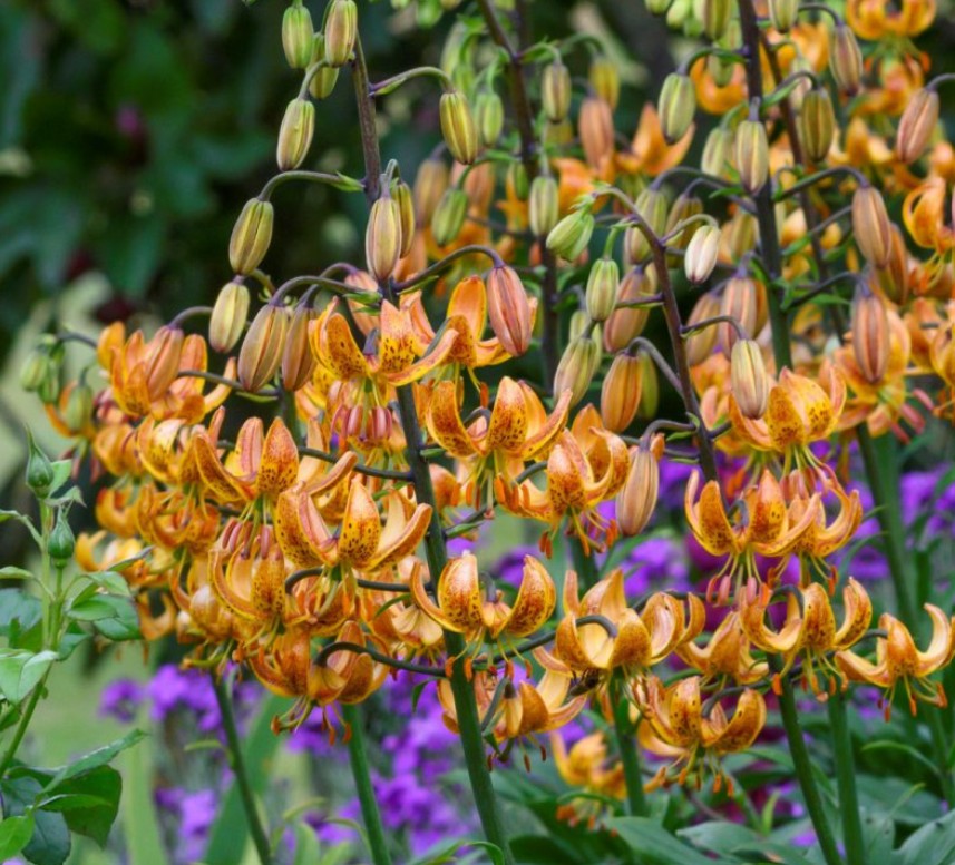 Lilium martagon 'Sunny Morning' - túrbanliljublendingur