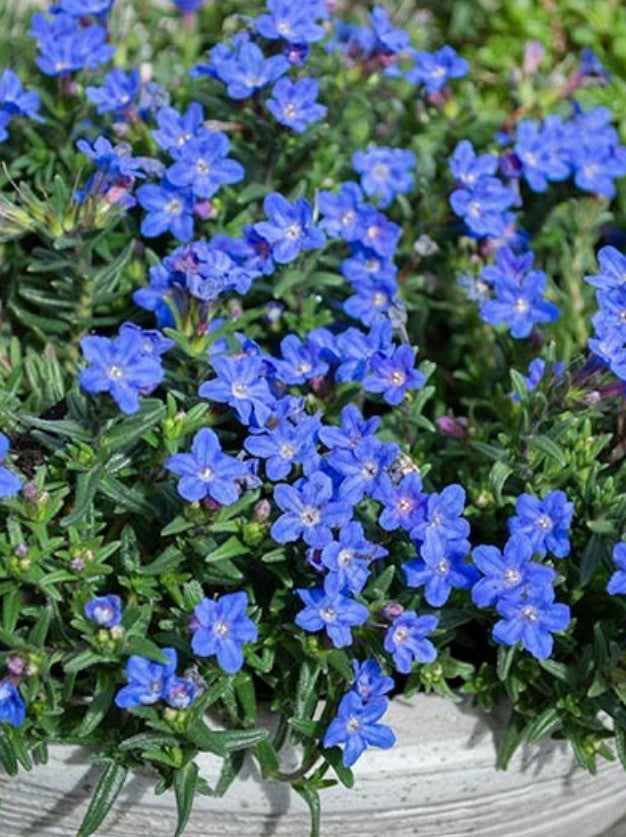 Lithodora diffusa 'Heavenly Blue'