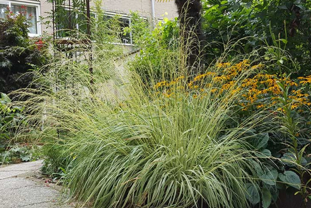 Molinia caerulea 'Variegata' - bláax