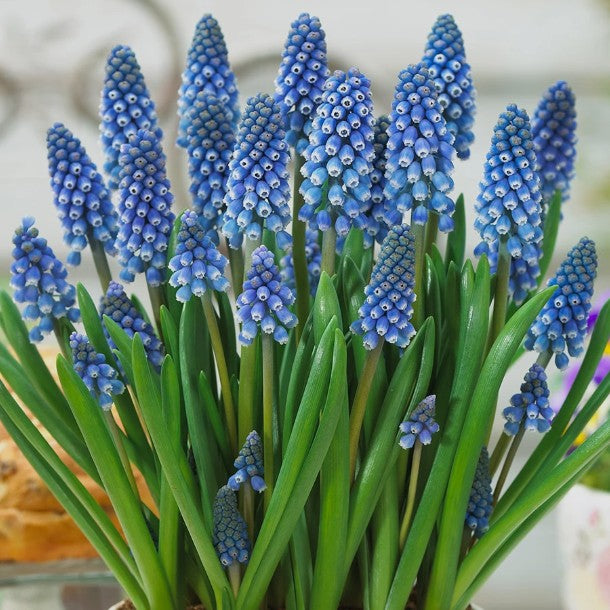 Muscari armeniacum 'Big Smile'® - demantsperlulilja