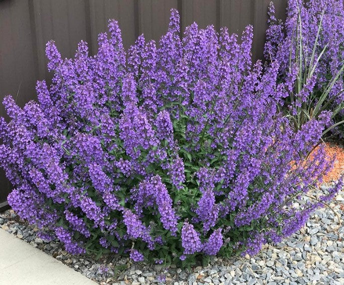 Nepeta racemosa 'Walker's Low' - klasanípa