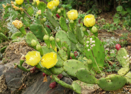 Opuntia humifusa - förufíkjukaktus
