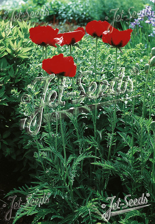 Papaver orientale 'Beauty of Livermere' - tyrkjasól