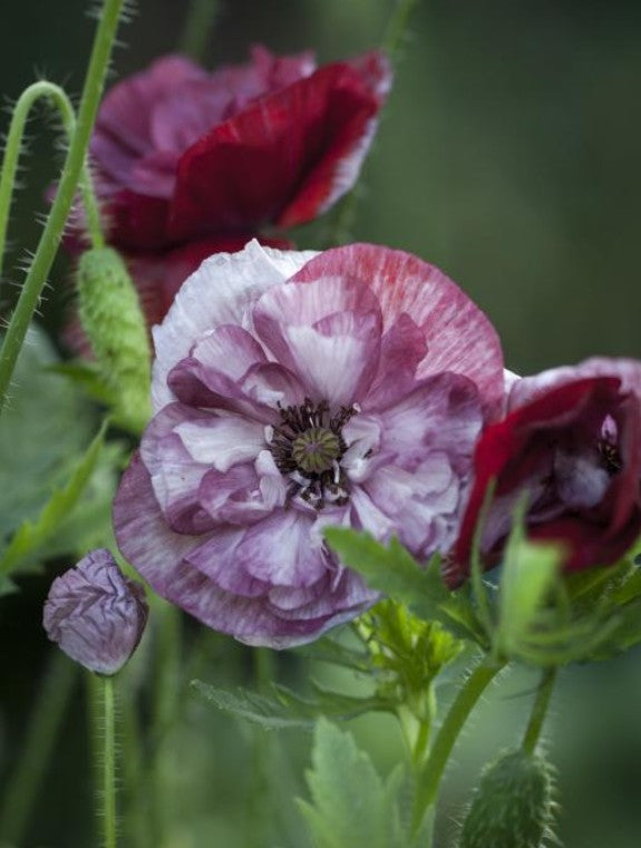 Papaver rhoeas 'Pandora' - deplasól