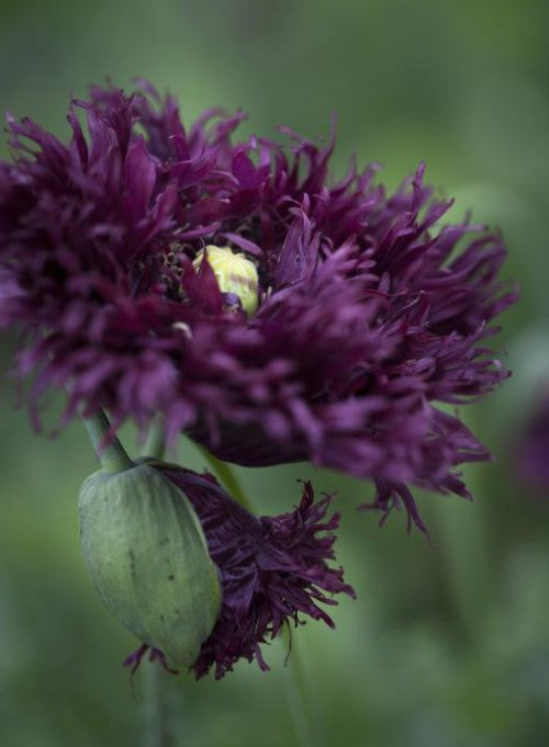 Papaver somniferum 'Black Swan' - draumsól