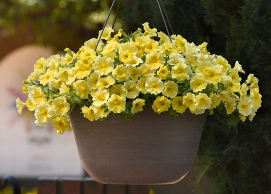 Petchoa F1 'Caliburst Yellow' - hengihorn