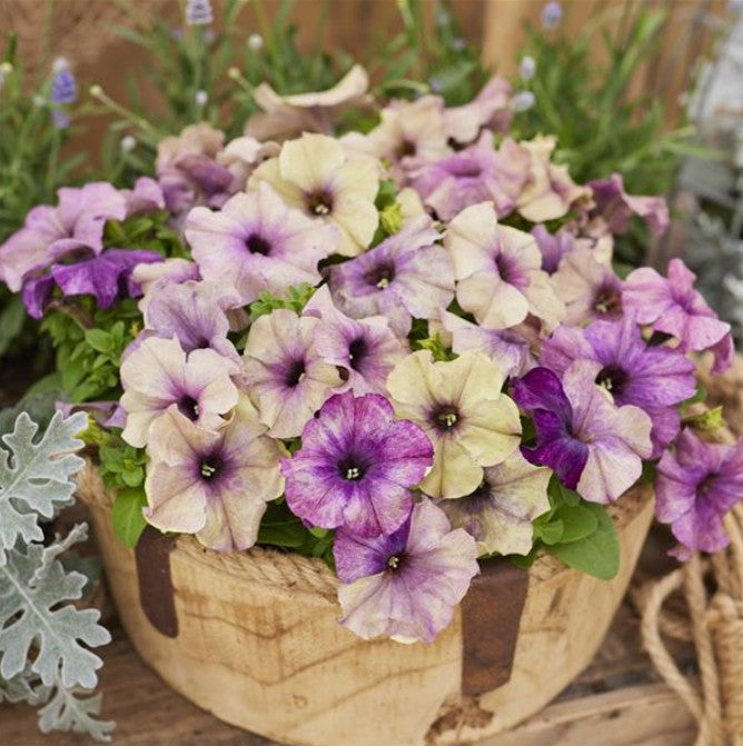 Petunia F1 'Shake Blueberry' - tóbakshorn