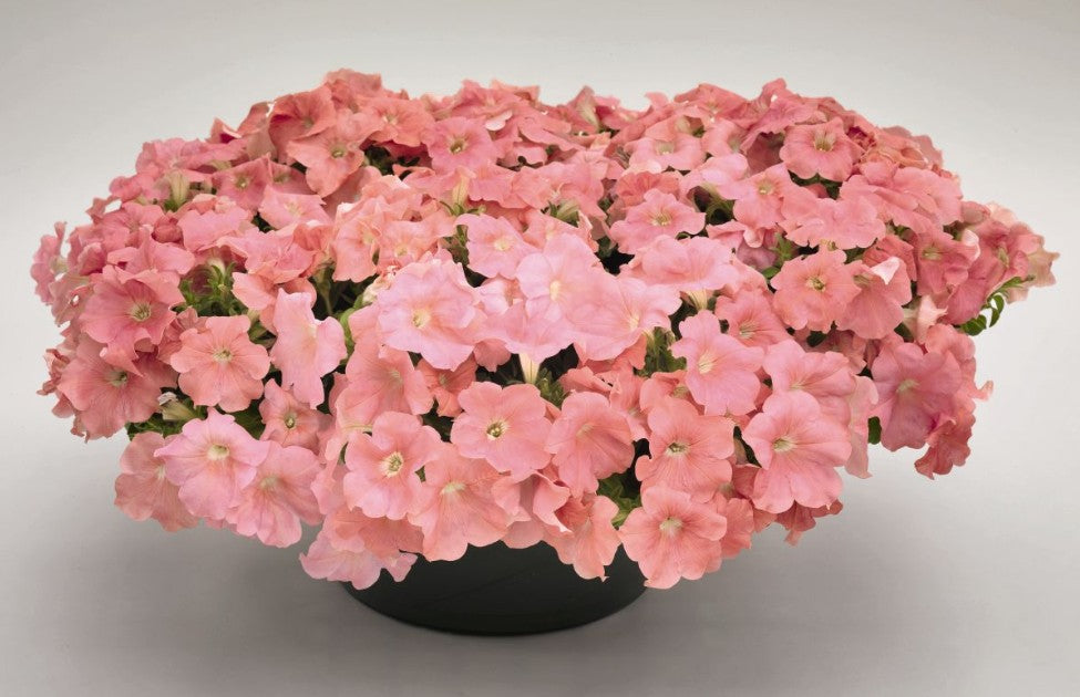 Petunia F1 'Success Salmon' - tóbakshorn
