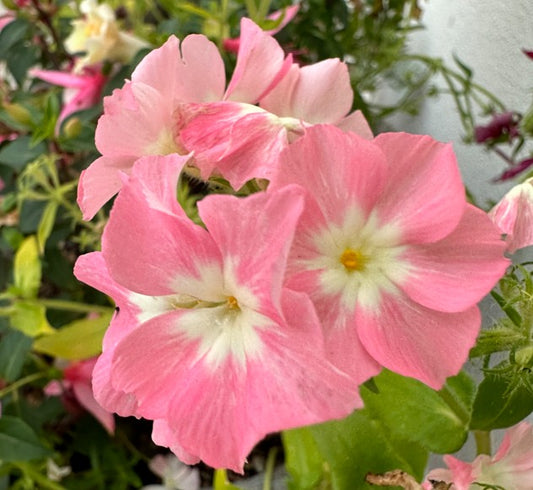 Phlox drummondii 'Phlox of Sheep' - sumarljómi